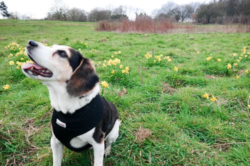 Basil Does Hampstead Heath thumbnail