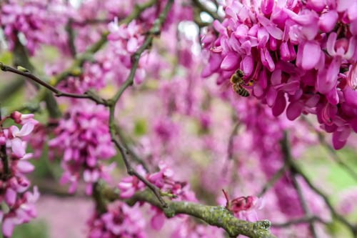 Kew Gardens in Spring thumbnail