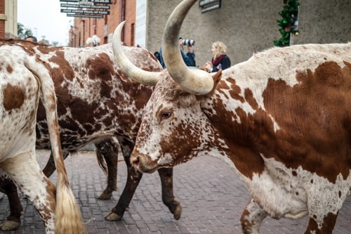 Visit Forth Worth: The legendary longhorn cattle in the Fort Worth Stockyards