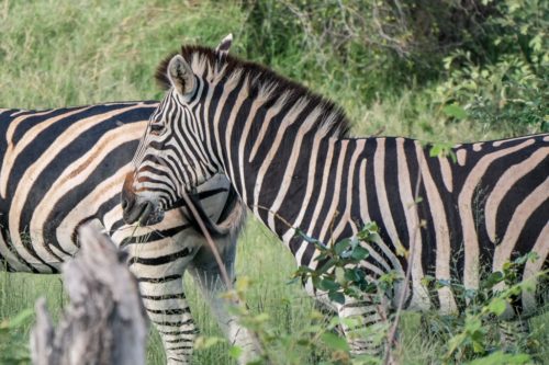 Becoming Safari-ers in Kruger National Park - Drive on the Left